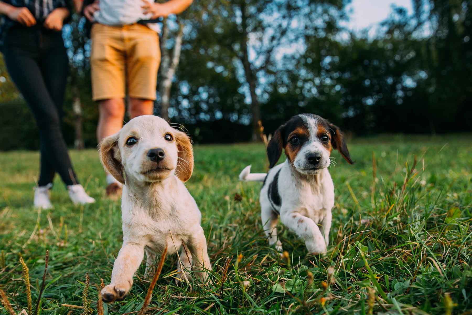 Vetwest cheap puppy school