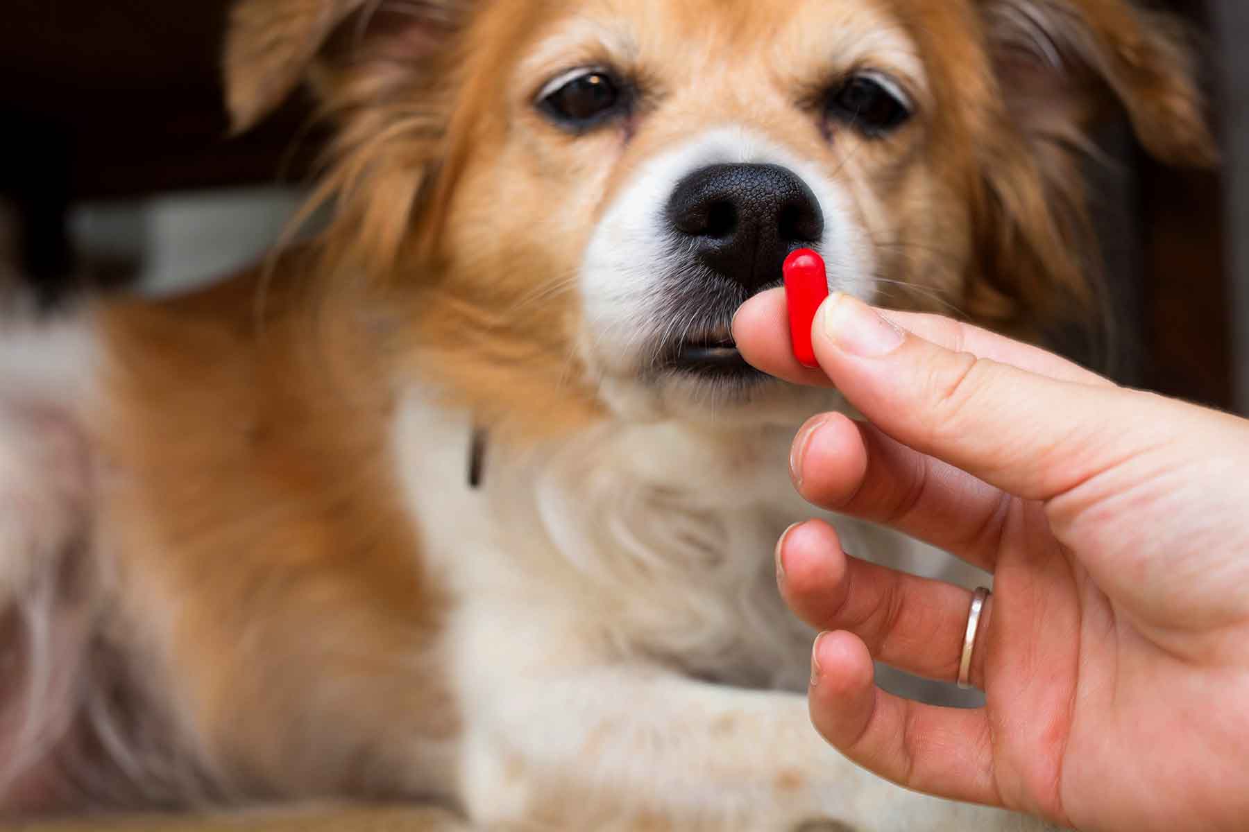 poisons-giving-human-pain-killers-to-pets-vetwest-veterinary-clinics