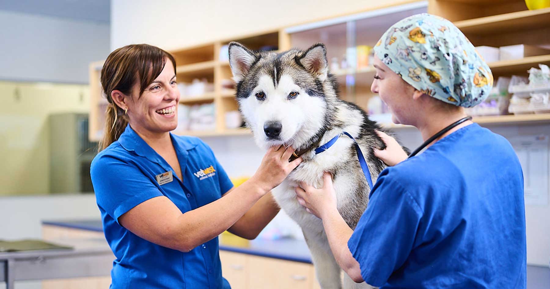 Services Vetwest Veterinary Clinics