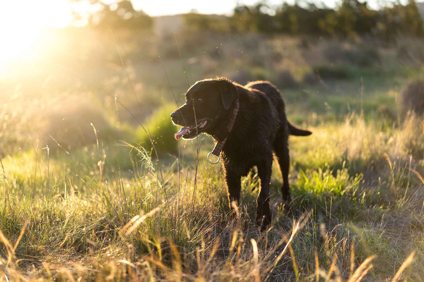 diarrhoea-vetwest-veterinary-clinics