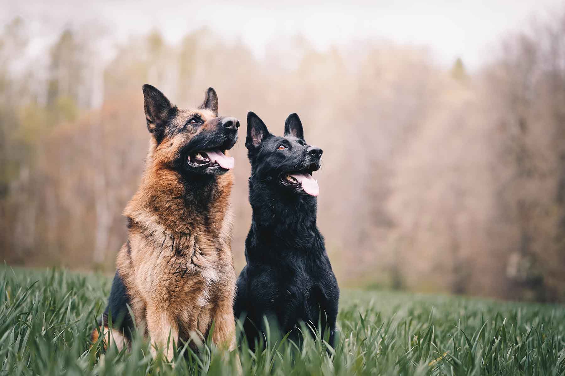 German Shepherd - Vetwest Veterinary Clinics