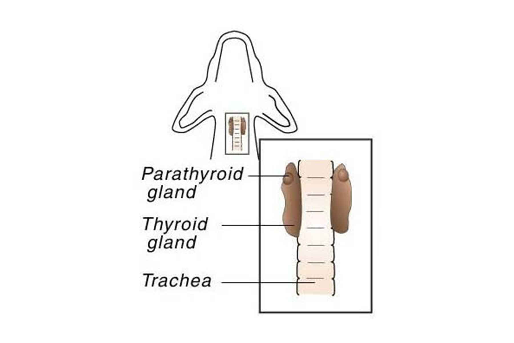 how-to-take-levothyroxine-other-hypothyroidism-medications-goodrx