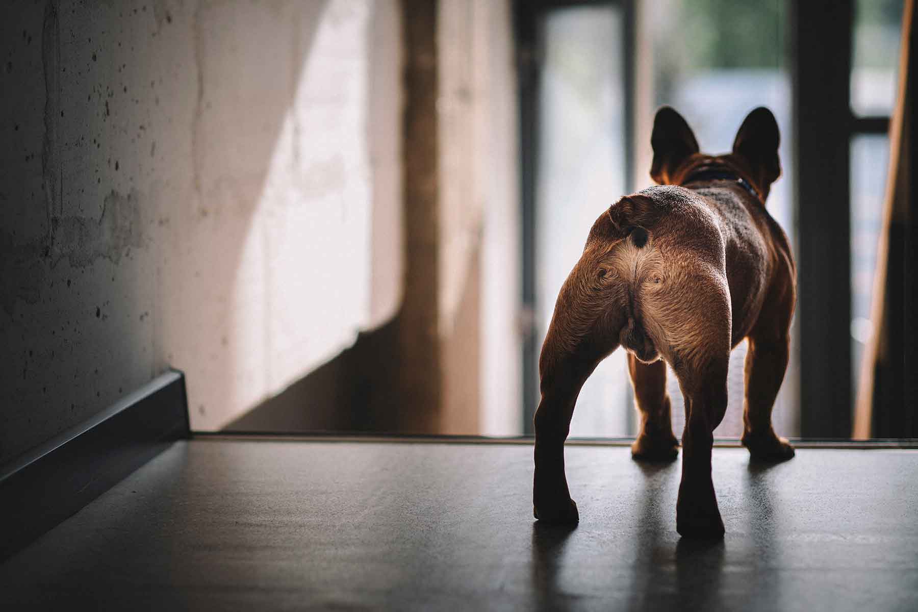 Leg lifting and leg cocking in male dogs - Vetwest Veterinary Clinics