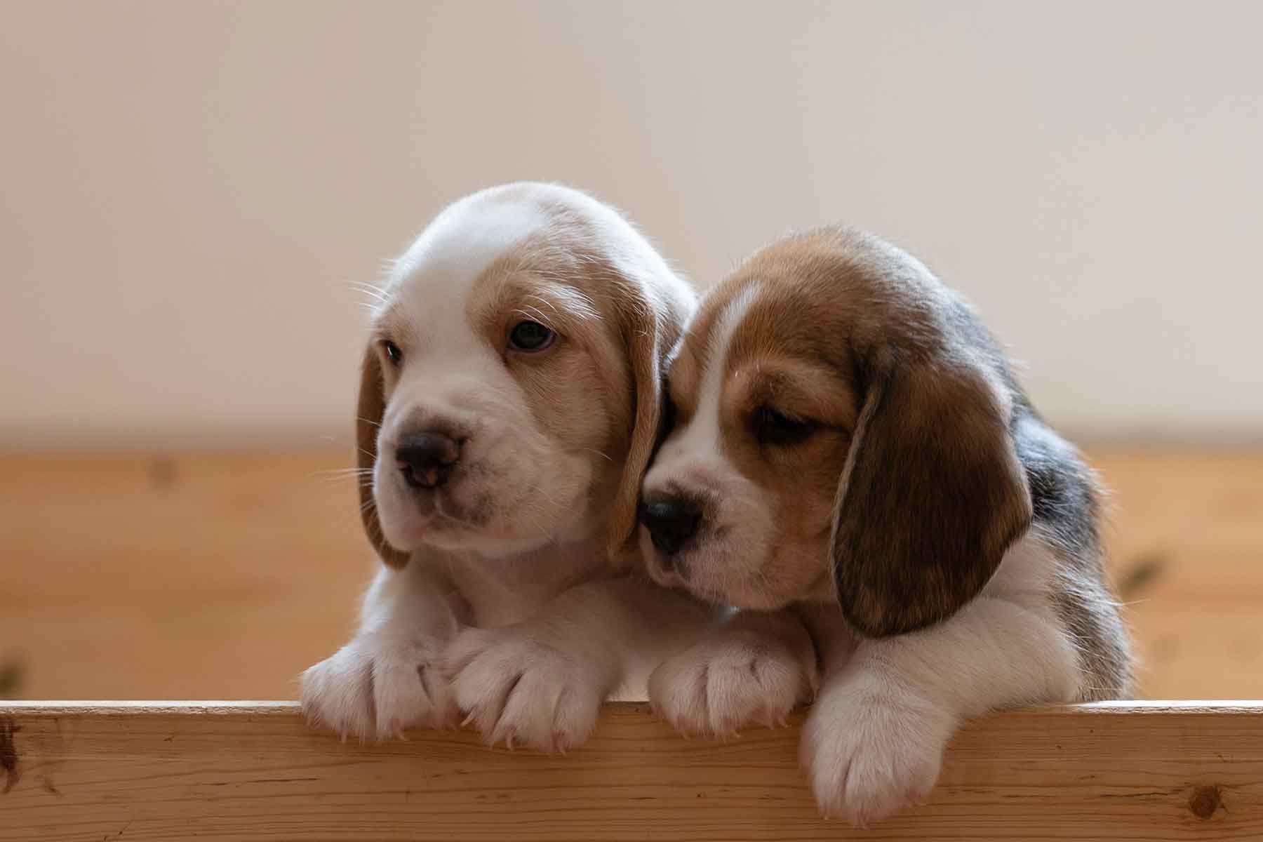 20 Tips to Puppy Proof Your Home - Vetwest Veterinary Clinics