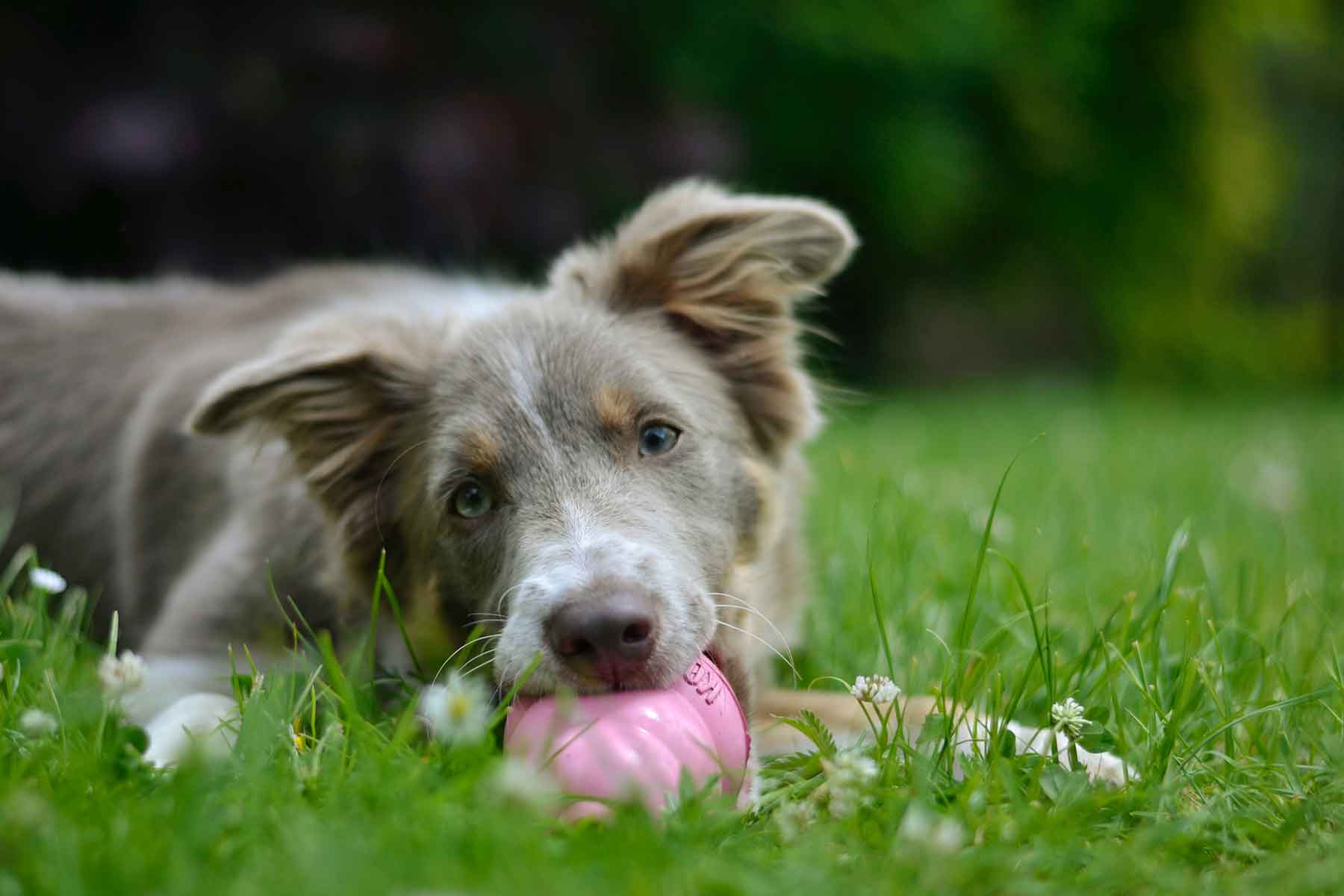 https://www.vetwest.com.au/wp-content/uploads/2022/08/safe-chew-toy-for-your-pet-vetwest.jpg