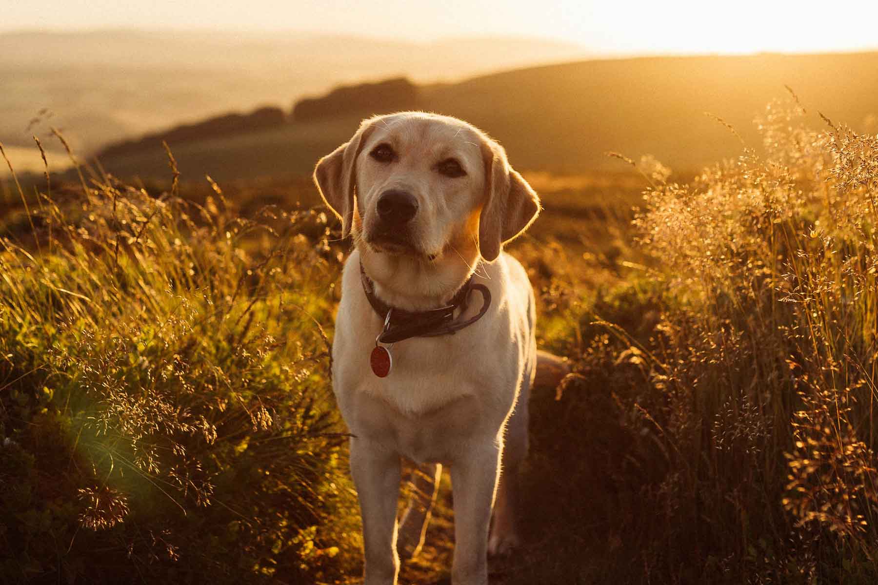 https://www.vetwest.com.au/wp-content/uploads/2022/08/sunburn-and-your-dog-vetwest.jpg